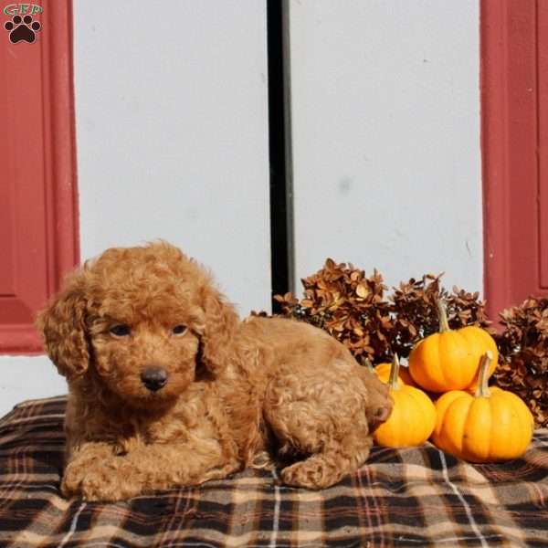 Havanah, Miniature Poodle Puppy